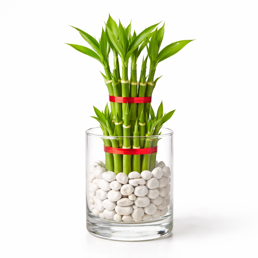 Lucky Bamboo