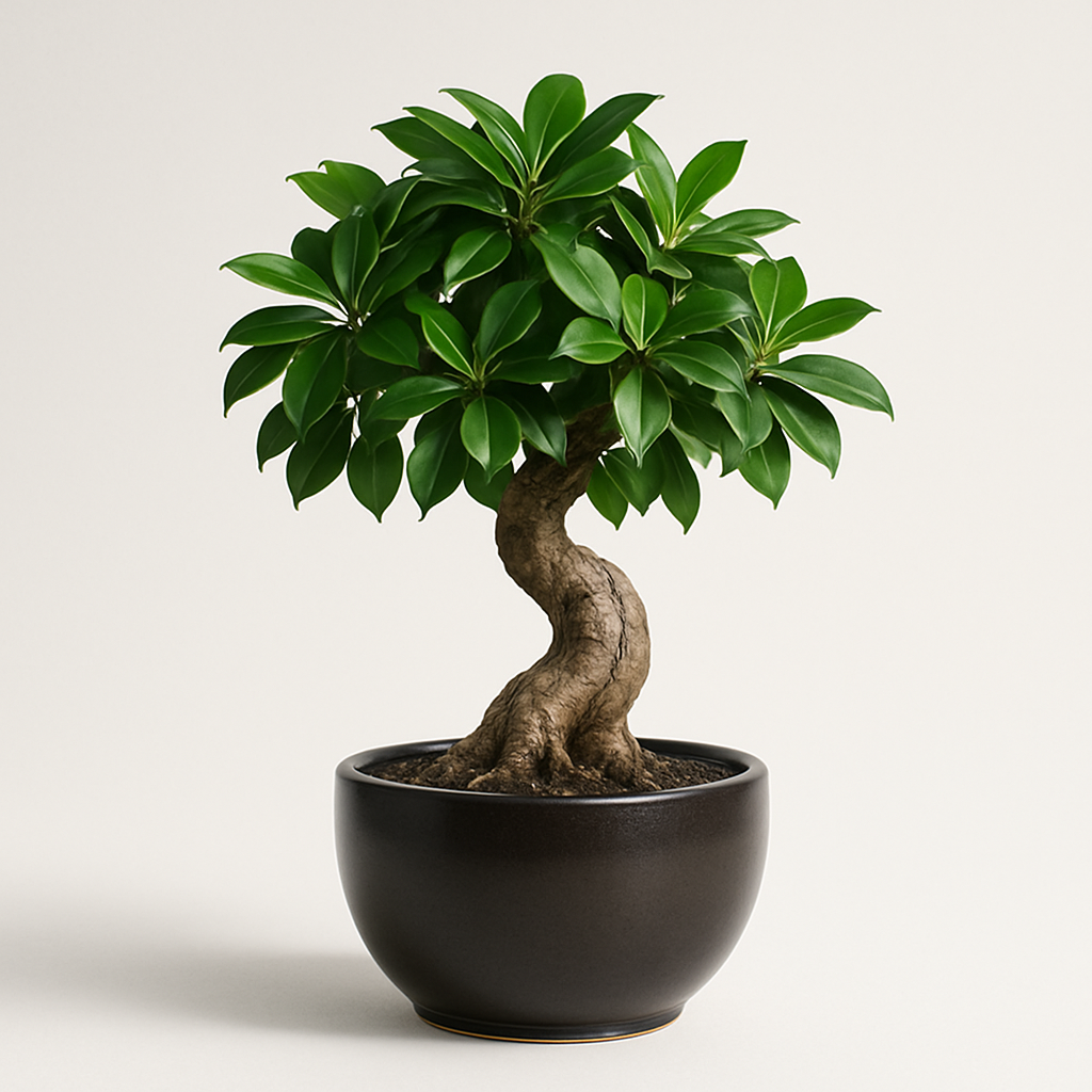 Bonsai Ficus Plant
