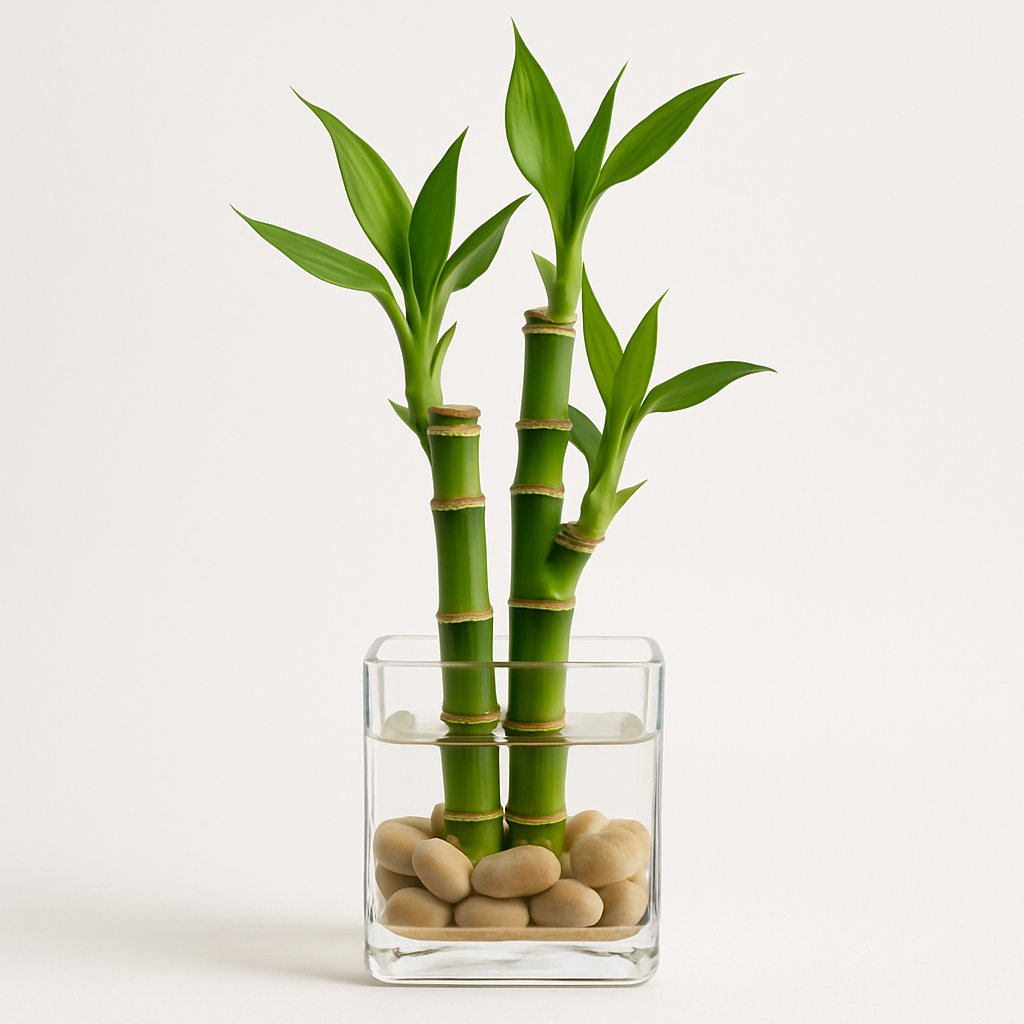Three Layer Lucky Bamboo In Pot Puri Glass Vase