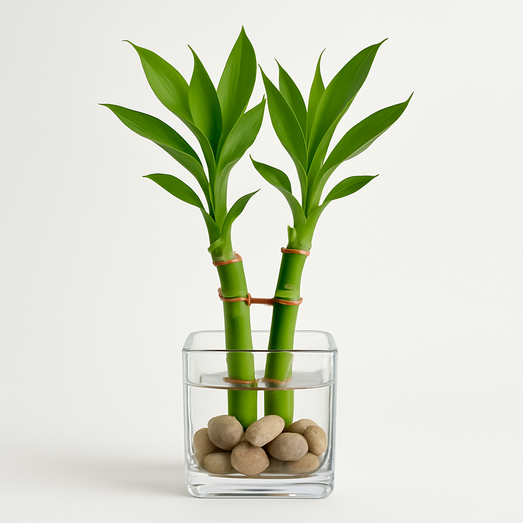 Two Layer Lucky Bamboo