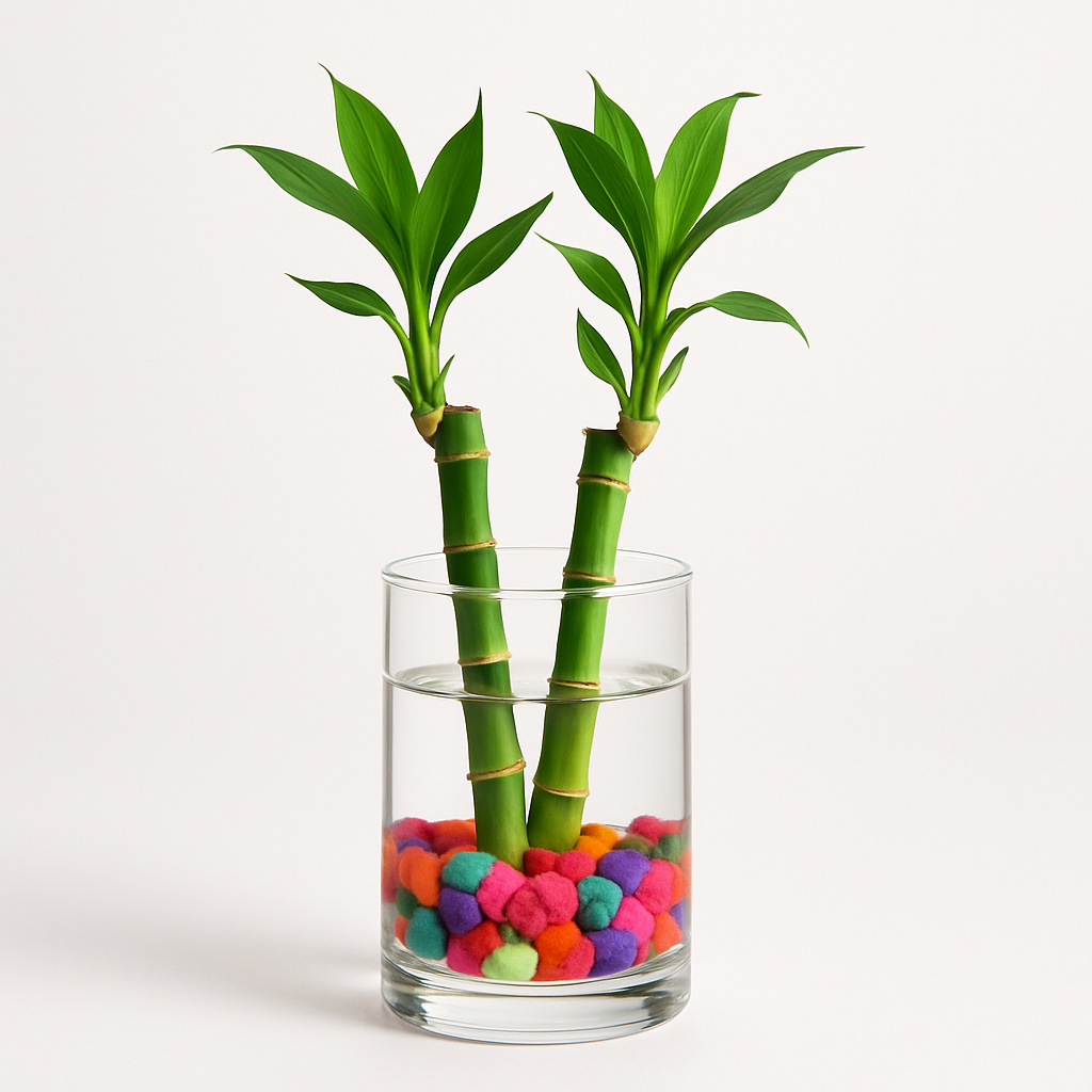 Two Layer Lucky Bamboo In Pot Puri Glass Vase